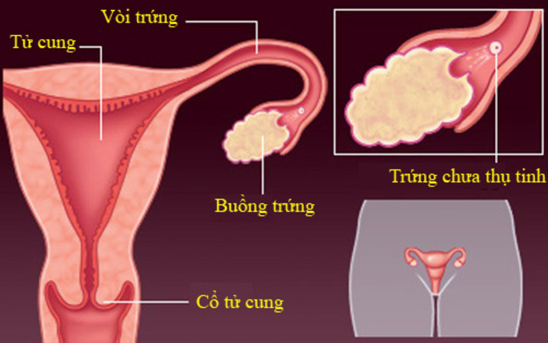 Quá trình thụ thai bắt đầu từ buồng trứng