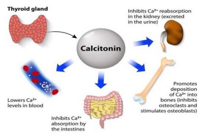 Calcitonin