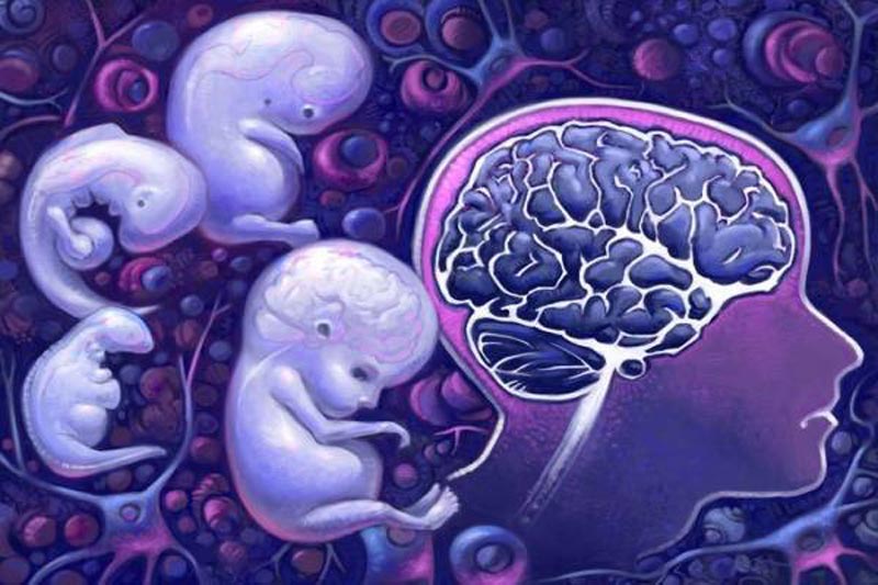 Ân ái khi mang thai không ảnh hưởng đến não bộ thai nhi