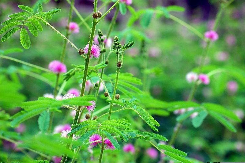 Chữa gai cột sống cổ với cây xấu hổ Chữa gai cột sống cổ với cây xấu hổ