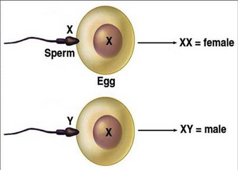 Giới tính thai nhi được quyết định từ khi tinh trùng gặp trứng