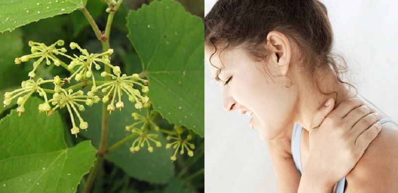 Mẹo chữa gai đốt sống cổ với cây chìa vôi Mẹo chữa gai đốt sống cổ với cây chìa vôi
