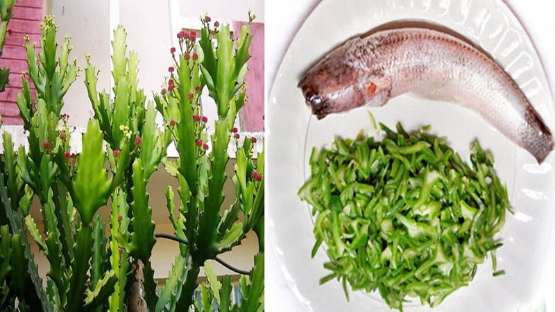 Xương rồng nấu cá lóc - cách chữa gai cột sống hiệu quả mà lại rẻ Xương rồng nấu cá lóc - cách chữa gai cột sống hiệu quả mà lại rẻ