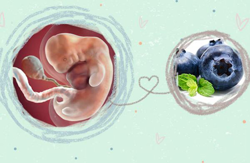 Mang thai tuần thứ 7 thai nhi mới nhỏ bằng một quả việt quất