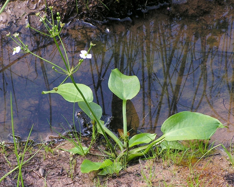 Cây mã đề nước ( Plantago major L) thường dùng làm rau hoặc làm cây cảnh