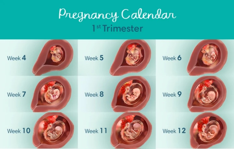 sự phát triển của thai nhi trong 3 tháng đầu thai kỳ