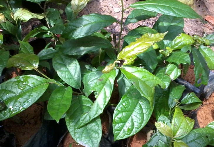 Cây xạ đen chứa đựng một kho tàng các hợp chất hóa học quý giá